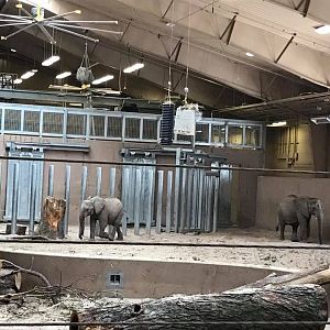 African Grasslands- Elephant Family Quarters