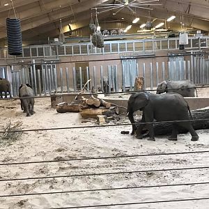 African Grasslands- Elephant Family Quarters