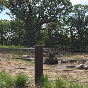 African Grasslands- African Elephant, Grant's Zebra, Impala