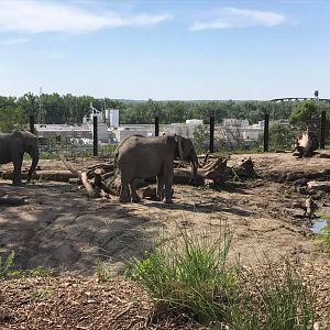 African Grasslands- African Elephant