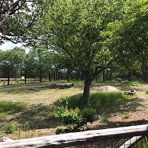 African Grasslands- African Elephant, Grant's Zebra, Impala