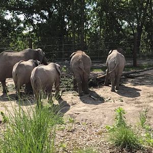 African Grasslands- African Elephant