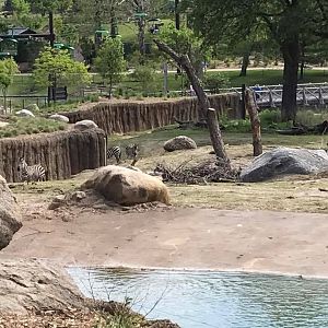 African Grasslands- African Elephant, Grant's Zebra, Impala