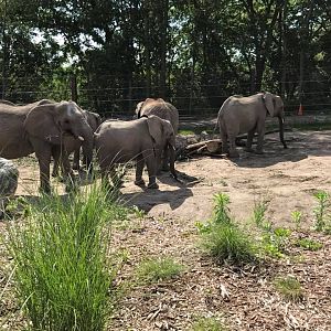 African Grasslands- African Elephant