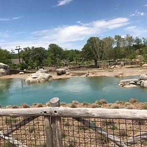 African Grasslands- African Elephant, Grant's Zebra, Impala, Ostrich
