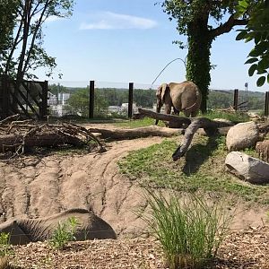 African Grasslands- African Elephant