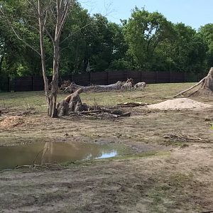 African Grasslands- African Elephant, Grant's Zebra, Impala