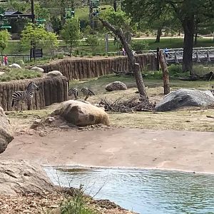 African Grasslands- African Elephant, Grant's Zebra, Impala