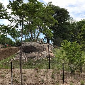 African Grasslands- Cheetah