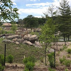 African Grasslands- Cheetah