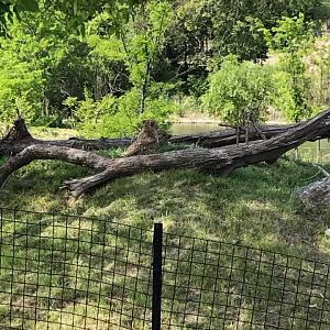 African Grasslands- Cheetah