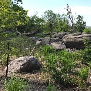 African Grasslands- Cheetah