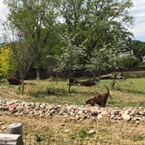 African Grasslands- Sable
