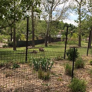 African Grasslands- Bongo