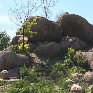 African Grasslands- Lion