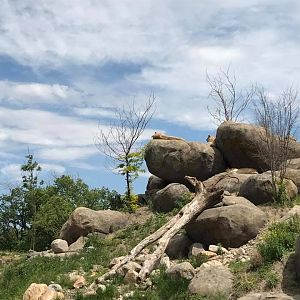African Grasslands- Lion