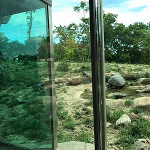 African Grasslands- Lion