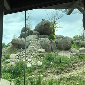 African Grasslands- Lion