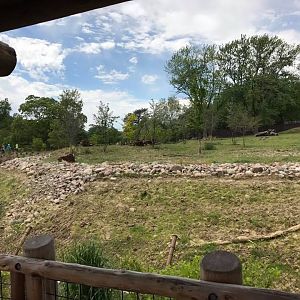 African Grasslands- Sable
