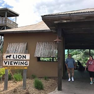 African Grasslands- Lion
