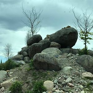 African Grasslands- Lion