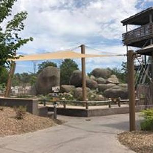 African Grasslands- Lion