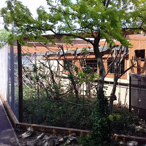 27th May 2017 - Gibbon enclosure