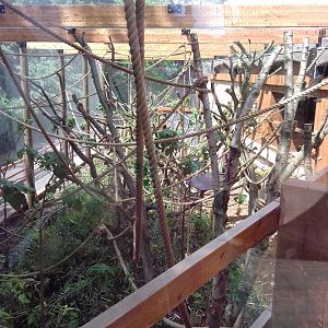 27th May 2017 - Gibbon enclosure