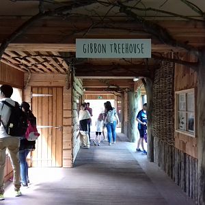 27th May 2017 - Gibbon enclosure