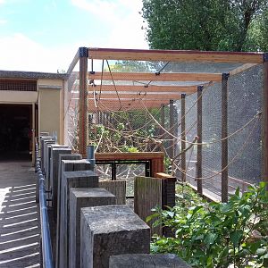 27th May 2017 - Gibbon enclosure