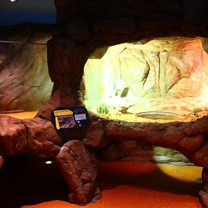 RepTopia - Deserts of the World