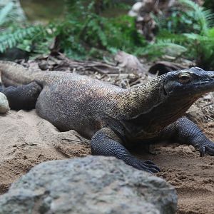 Raja, the Komodo Dragon