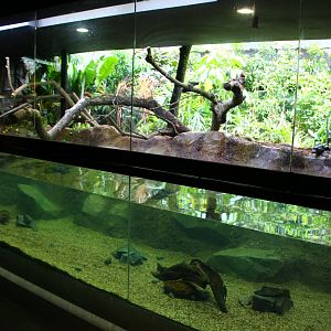 RepTopia - Neotropical Rainforests