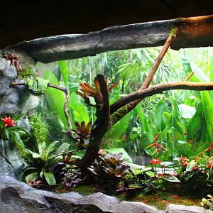 RepTopia - Neotropical Rainforests