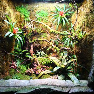 RepTopia - Neotropical Rainforests