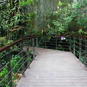 RepTopia - Neotropical Rainforests