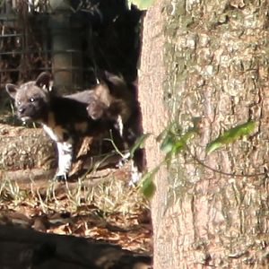 African Painted Dogs