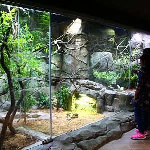 RepTopia - African Jungle