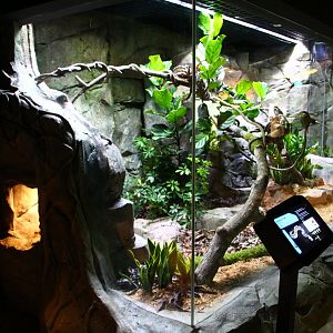 RepTopia - African Jungle