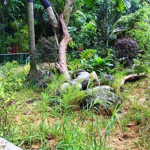 RepTopia - Indo-Pacific