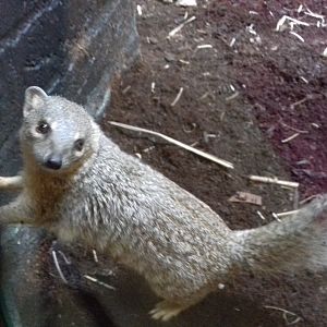 27th May 2017 - Boky boky