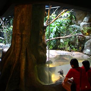 RepTopia - Indo-Pacific