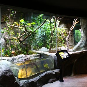 RepTopia - Indo-Pacific