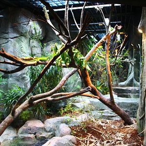 RepTopia - Indo-Pacific