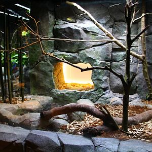 RepTopia - Indo-Pacific