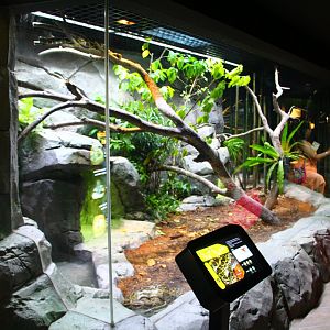 RepTopia - Indo-Pacific