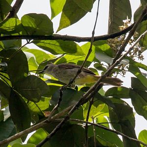 Yellow-vented Bulbul