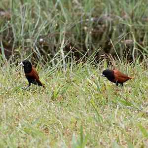 Chestnut Munias