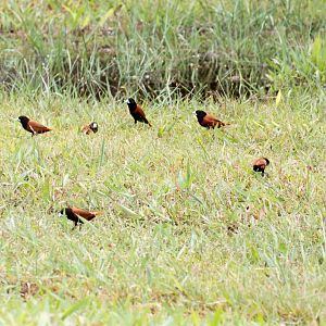 Chestnut Munias