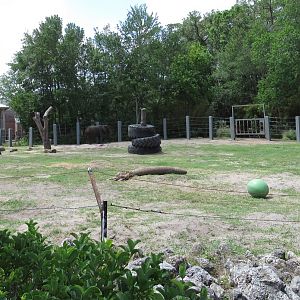 African Elephant Exhibit